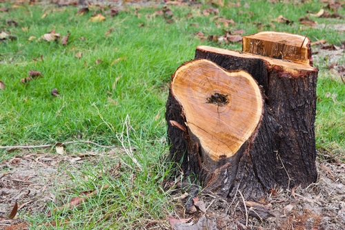How To Rot A Tree Stump Fast